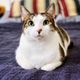 Illustration for article titled A Definitive Ranking of All the Jezebel Pets, As Judged by 3 Kids